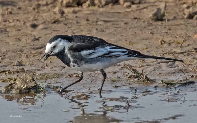 Bird Gallery 2019
