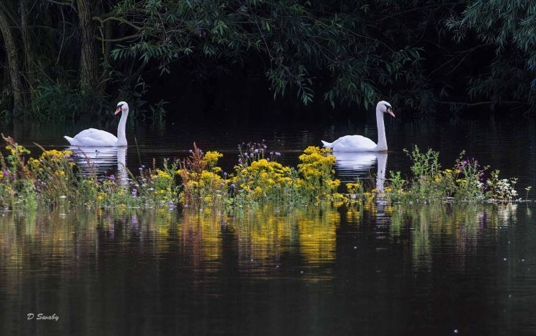 Bird Gallery 2019