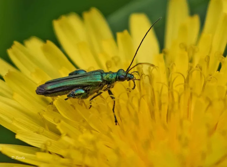 Insects