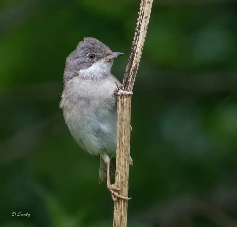 Bird Gallery 2019