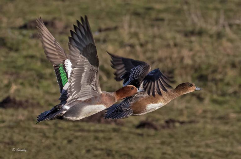 Bird Gallery 2019