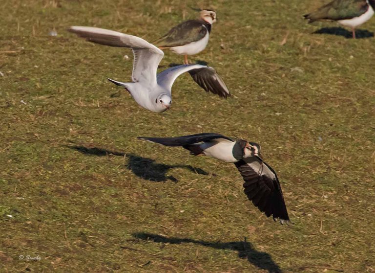 Bird Gallery 2019