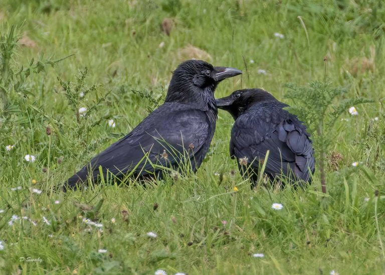 Bird Gallery 2019