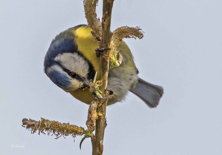 Bird Gallery 2019