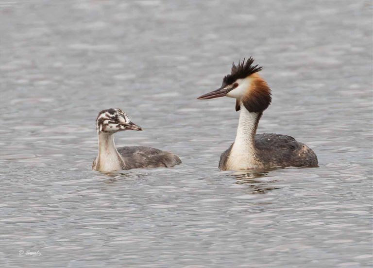 Bird Gallery 2019