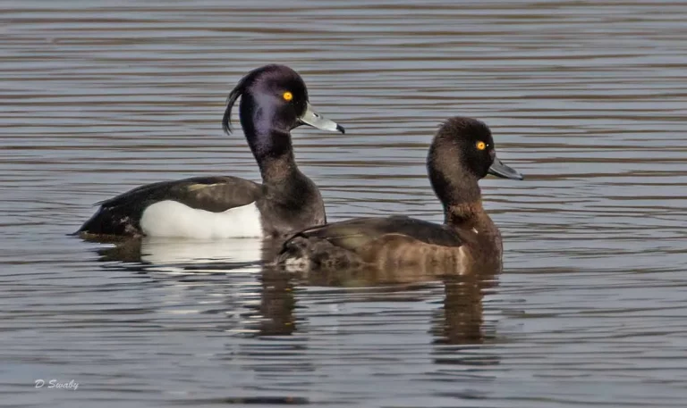 Bird Gallery 2019