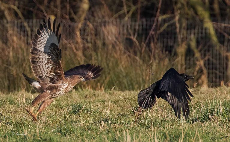 Bird Gallery 2019