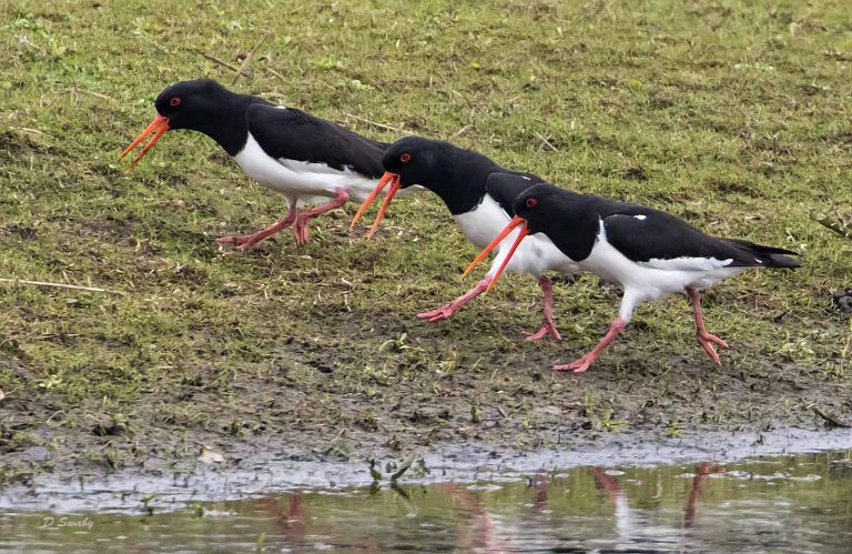 Bird Gallery 2019