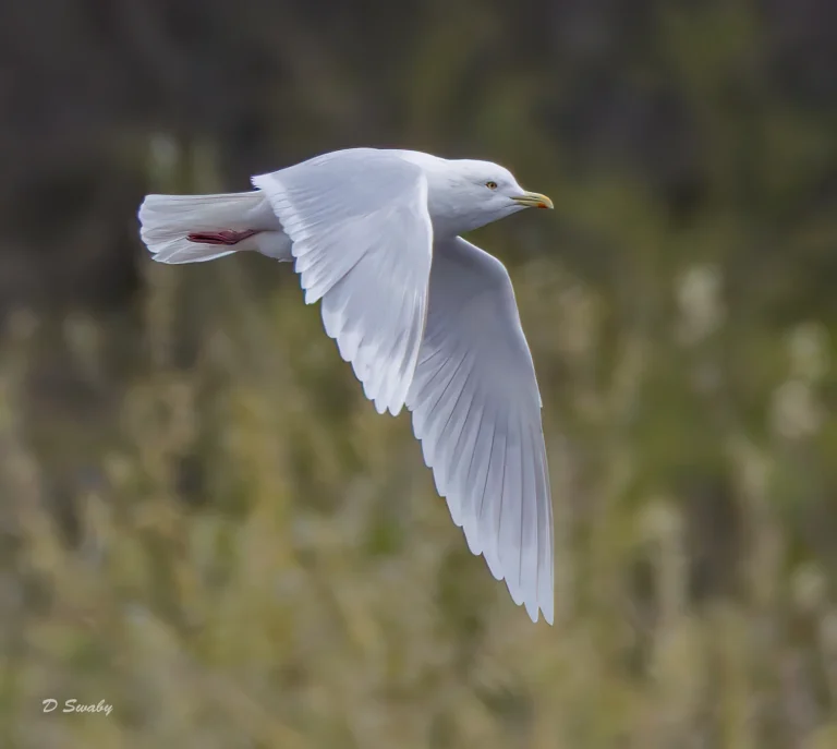 Iceland Gull