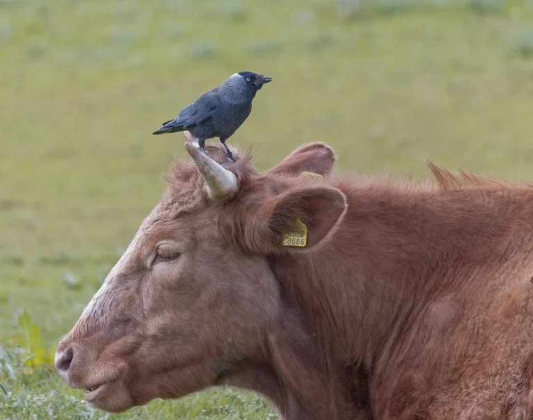 Jackdaw