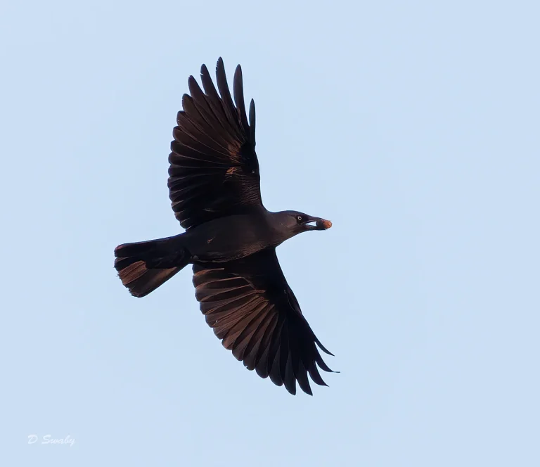 Jackdaw