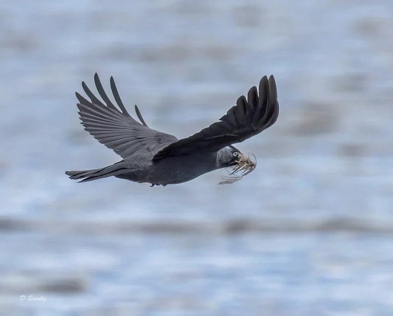 Jackdaw