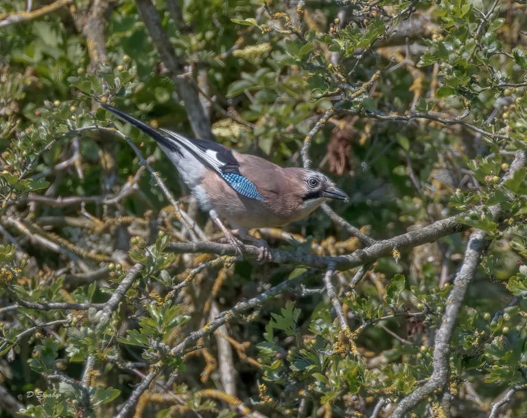 Jay