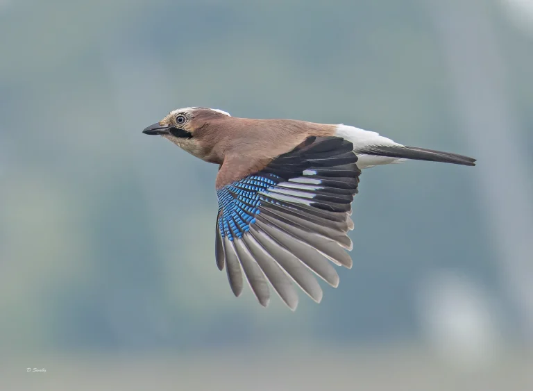 Jay