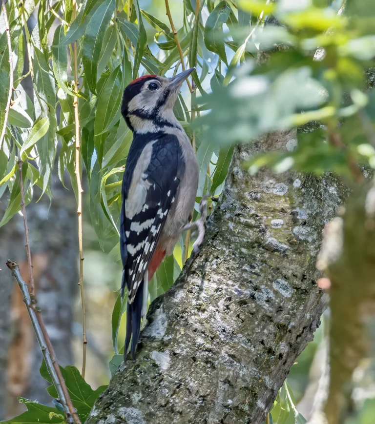 Juvenile Great Spotted Woodpecker