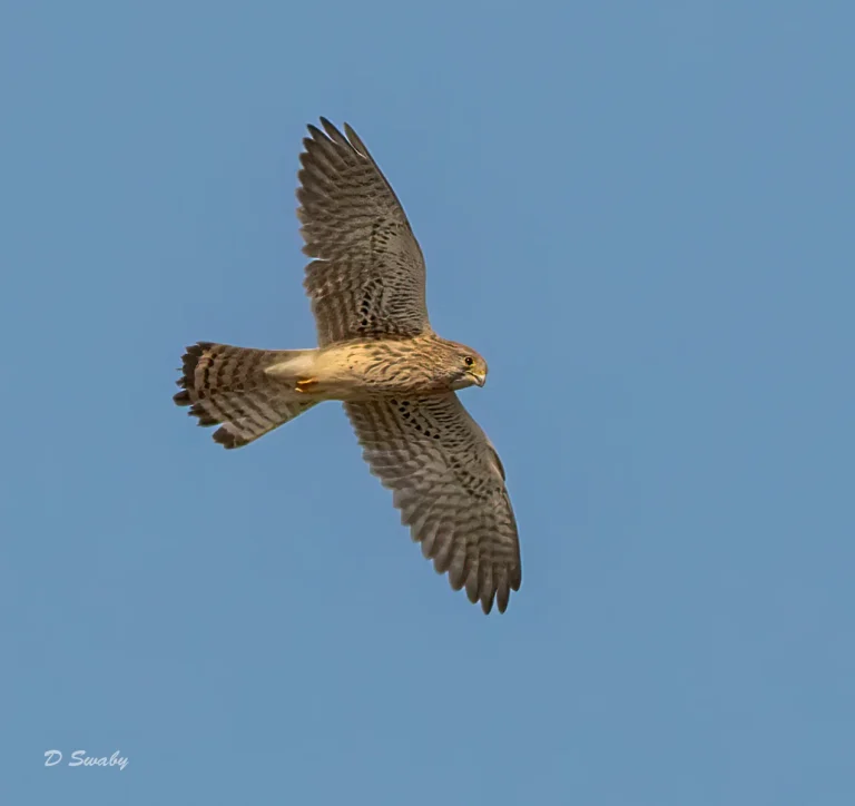 Kestrel