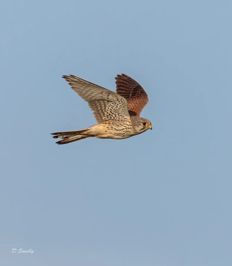 Kestrel