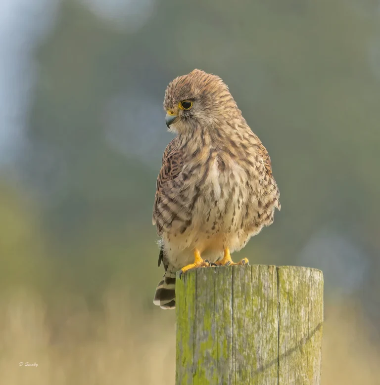 Kestrel
