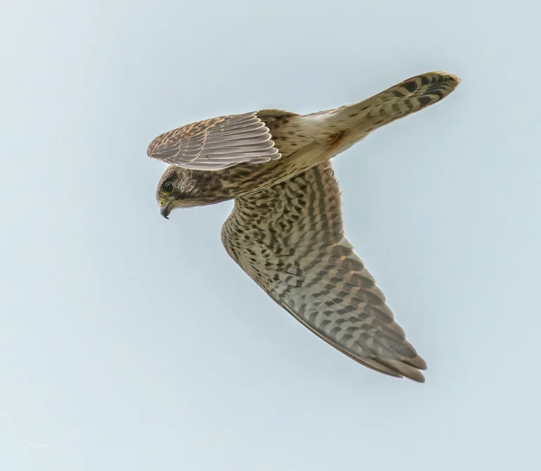 Kestrel