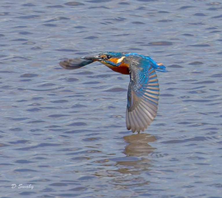 Kingfisher
