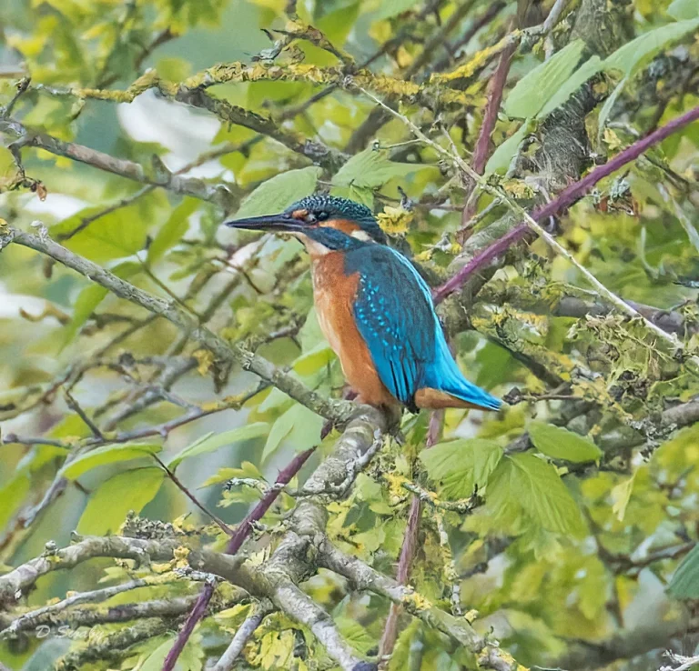 Kingfisher