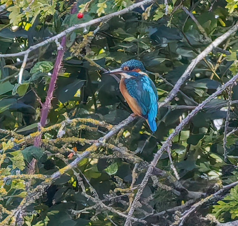 Kingfisher