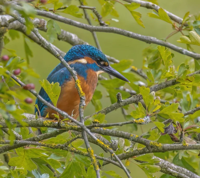Kingfisher