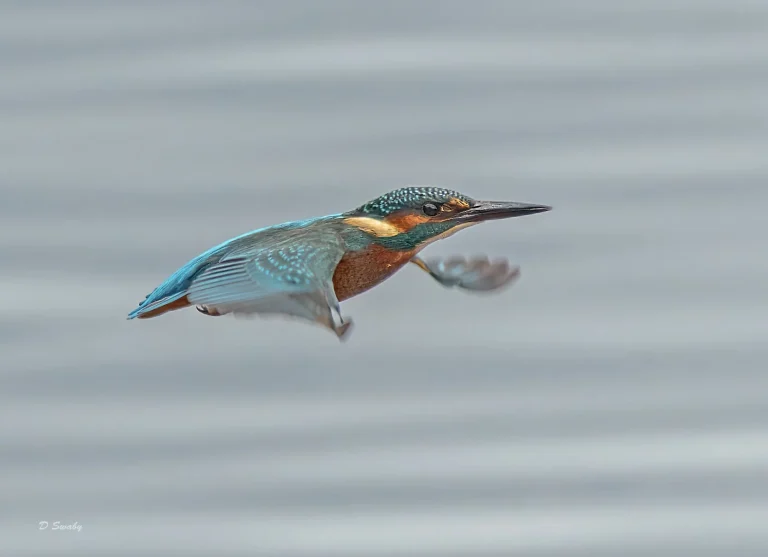 Kingfisher