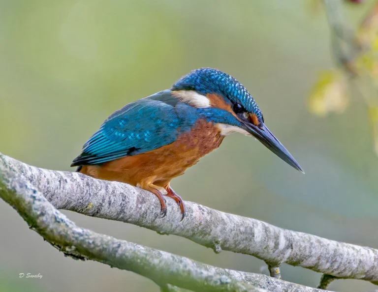 Kingfisher