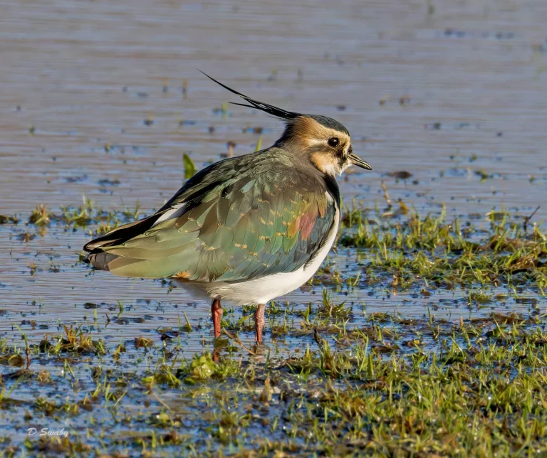 Lapwing