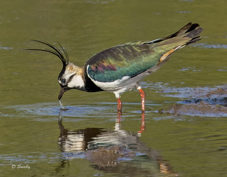 Lapwing