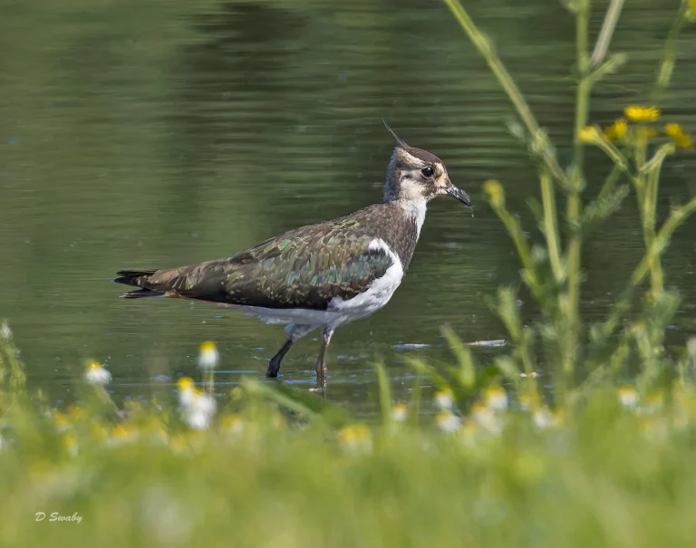 Lapwing
