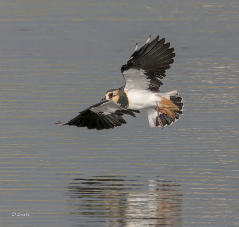 Lapwing
