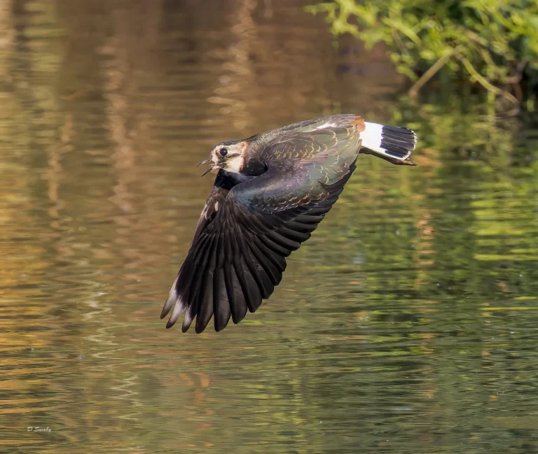Lapwing