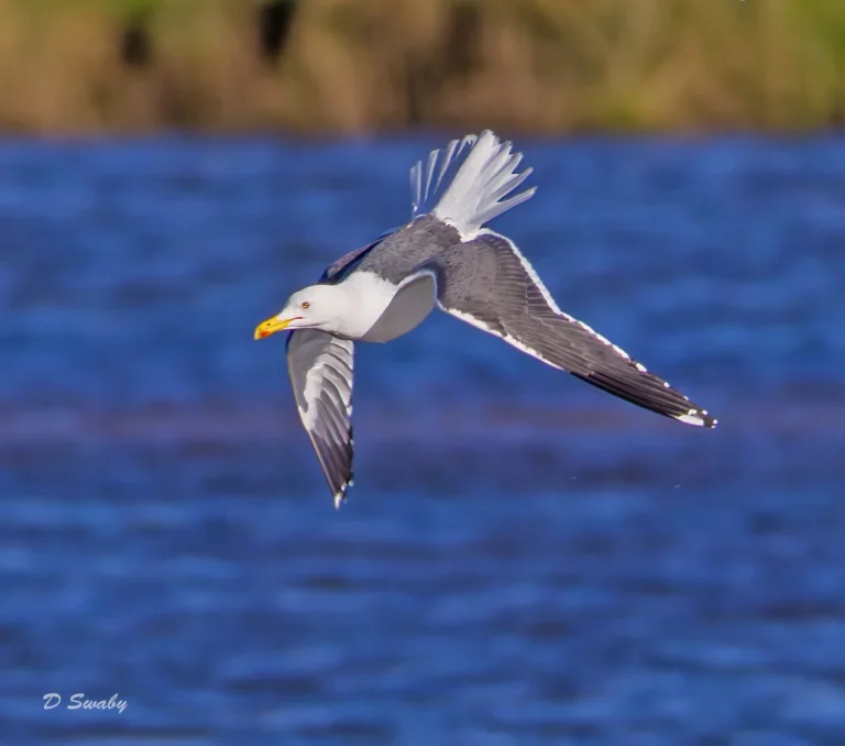 Lesser Black Backed Gull