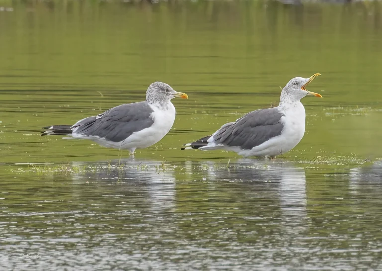 Lesser Black Backed Gulls