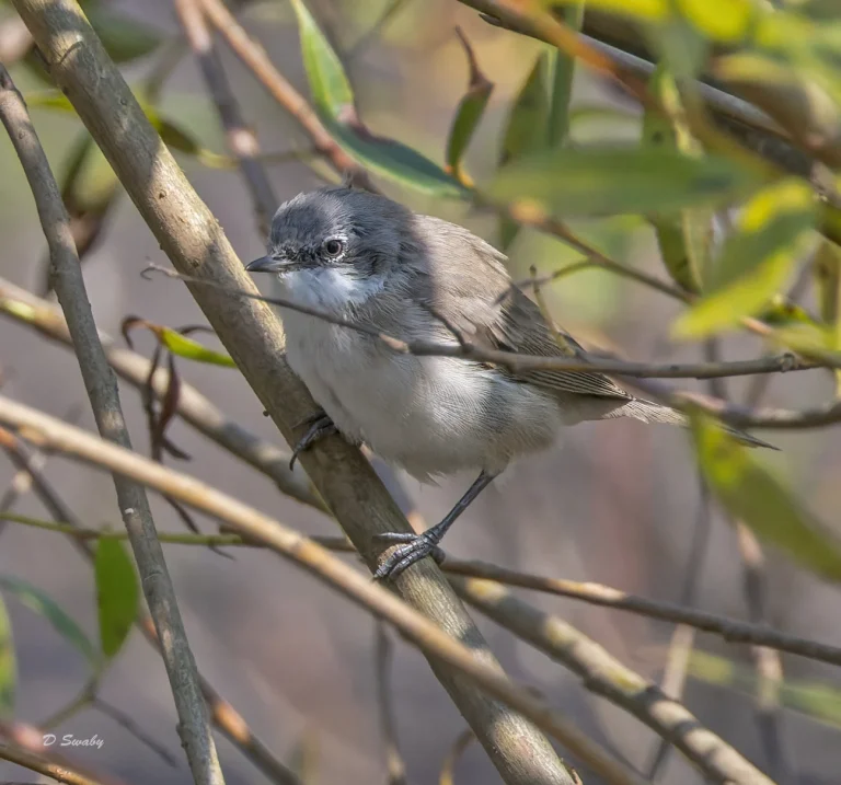 Lesser Whitethroat