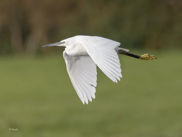 Little Egret