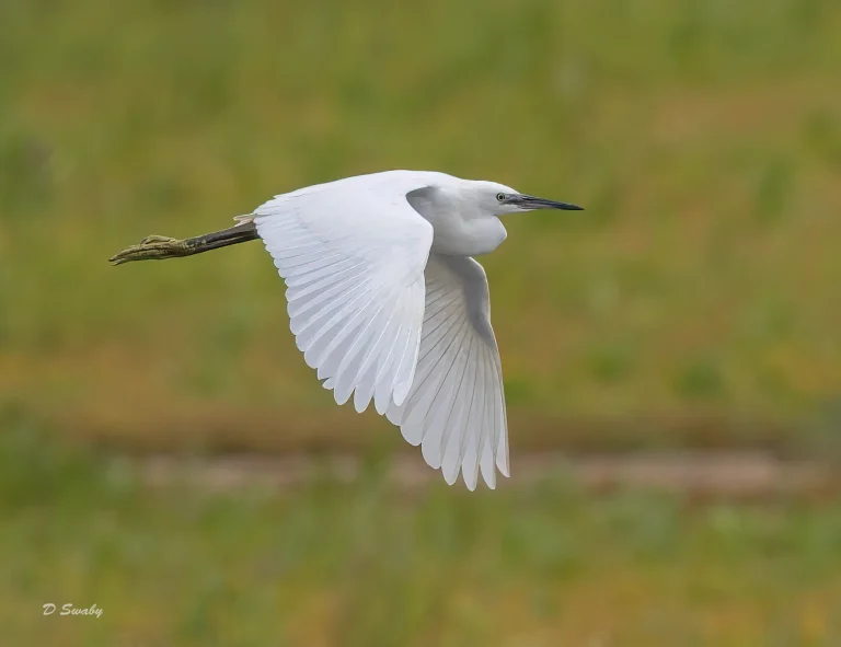 Little Egret