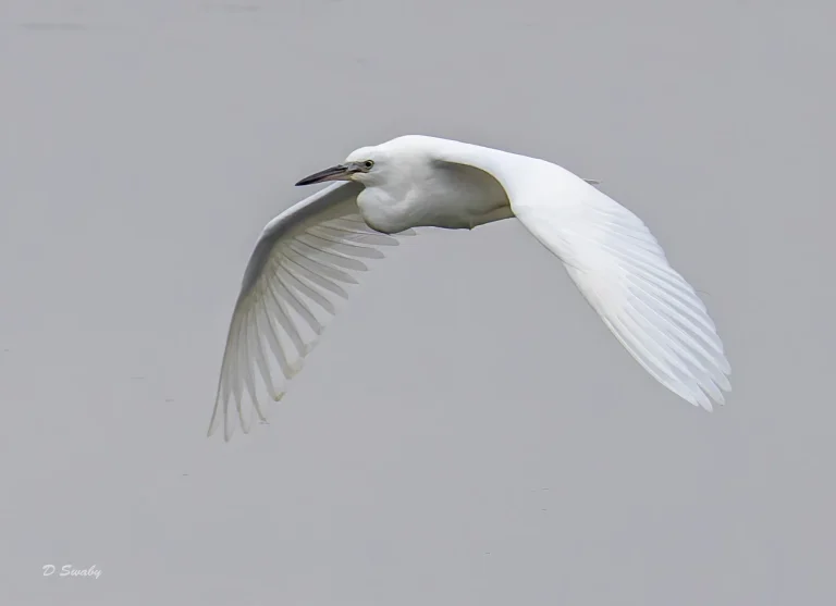Little Egret