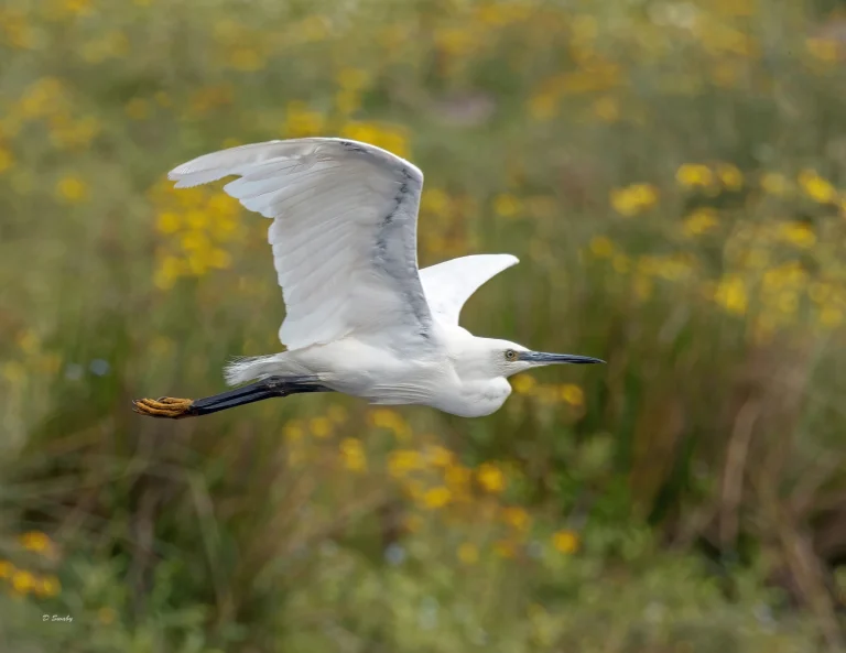 Little Egret