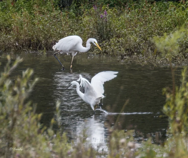 Little Egret with Great Egret
