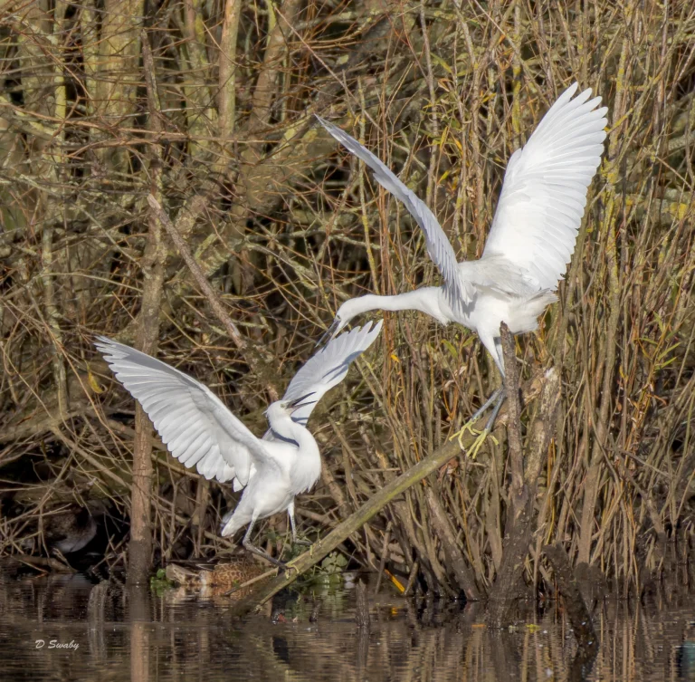 Little Egrets