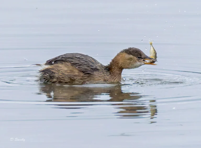 Little Grebe