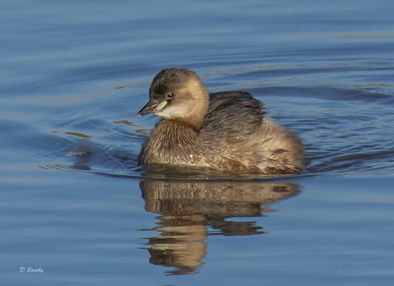Little Grebe