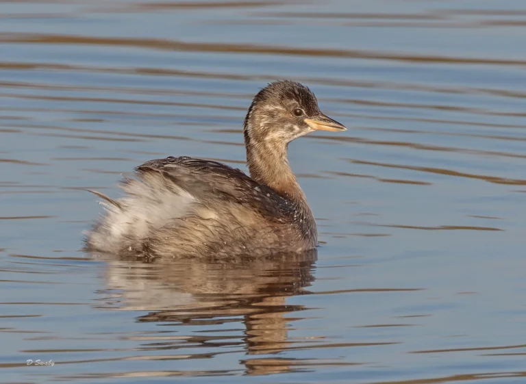 Little Grebe