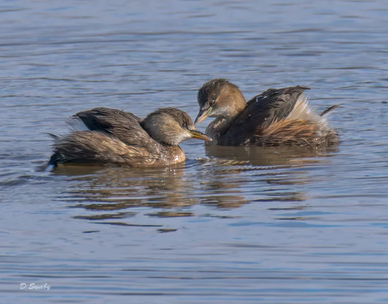 Little Grebes