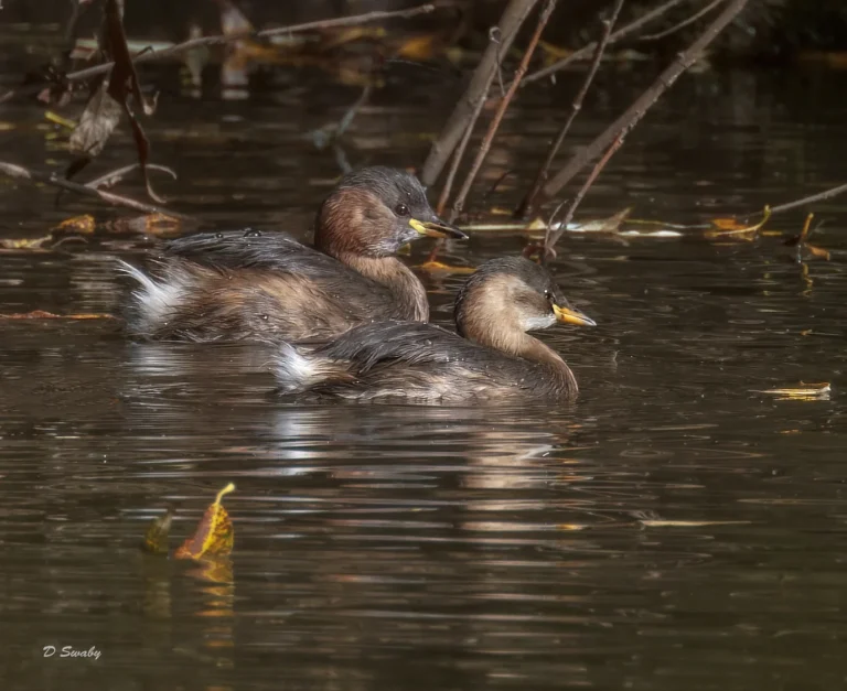 Little Grebes