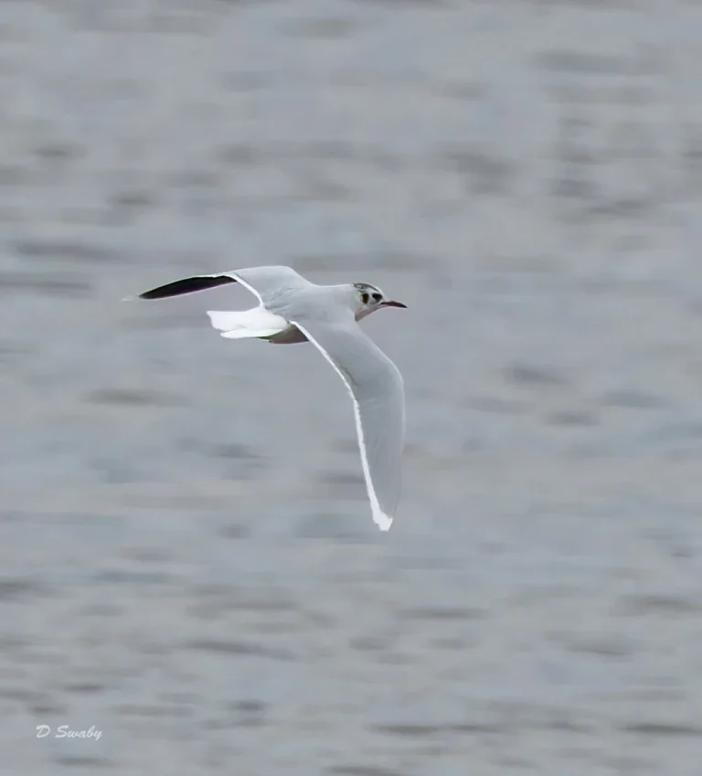 Little Gull