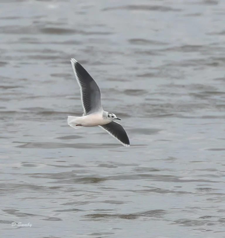 Little Gull